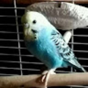 Meet your Posher, Cameron